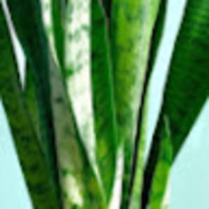 Meet your Posher, Tonika